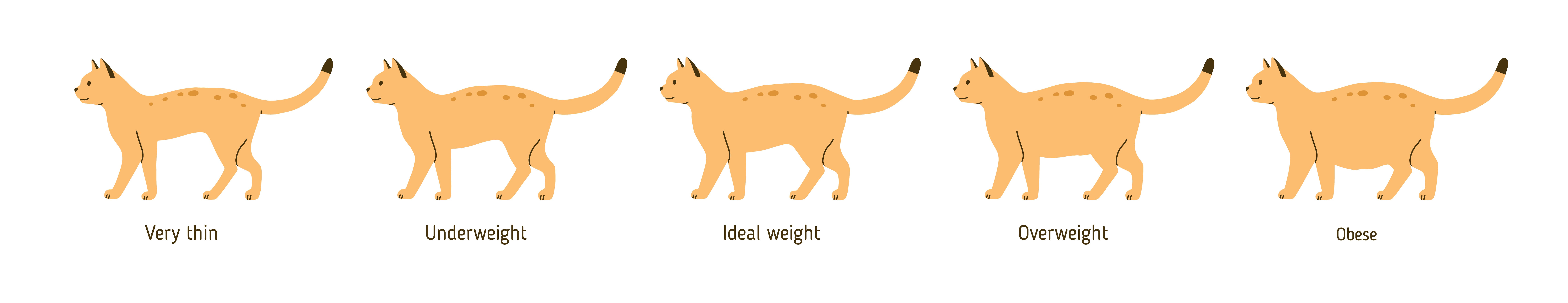 Overweight Cat Chart, San Jose Vet 