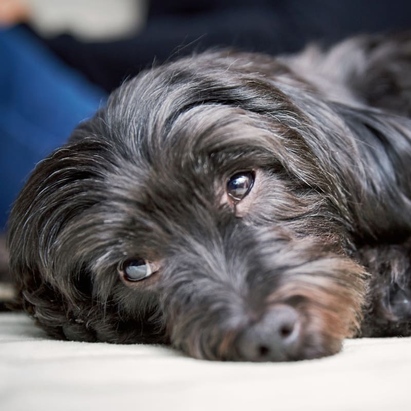 Burbank Pet Hospital in San Jose