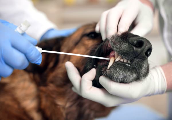 Specialists | Burbank Pet Hospital | San Jose Speciality & Emergency Vet