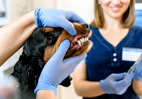 Specialists | Burbank Pet Hospital | San Jose Speciality & Emergency Vet