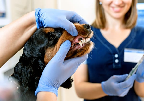 aardvark animal hospital boarding - Kick Ass Chatroom Image Bank